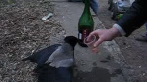 ворона алкоголик