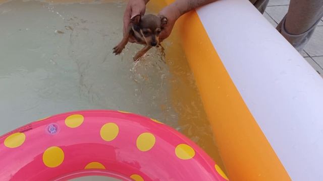 той терьер первое купание щенка, Купание щенка, той-терьер плавает смотреть онлайн