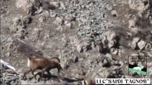 Biggest Mid Asian Ibex In Tajikistan.LLC”Saidi Tagnob”. #comment #рекомендации #cats #christmas