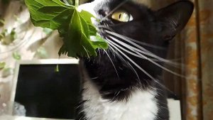 Кошка ест листья фасоли