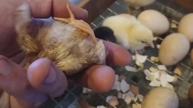 Цыпленок с 3 лапами вылупился смотреть онлайн