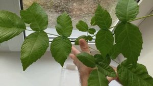 Как вырастить саженцы грецкого ореха на подоконнике