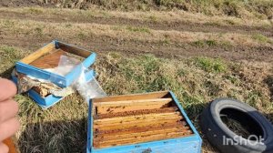 Зимовка пчел Краснодарский Край Сокращаю семьи