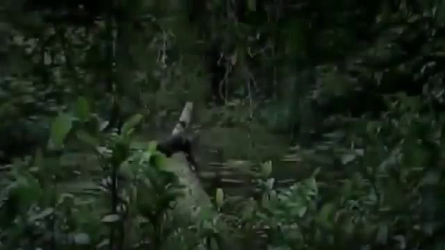 Приколы о животных