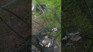Поставил вершу. Хотел поймать рыбу, а поймал черепаху.