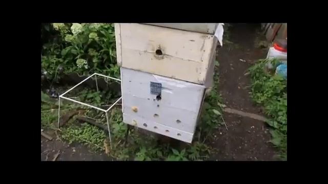 раннее роение пчел, причины и допущенные ошибки смотреть онлайн