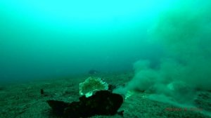 Бухта Парис о. Русский подводные съемки