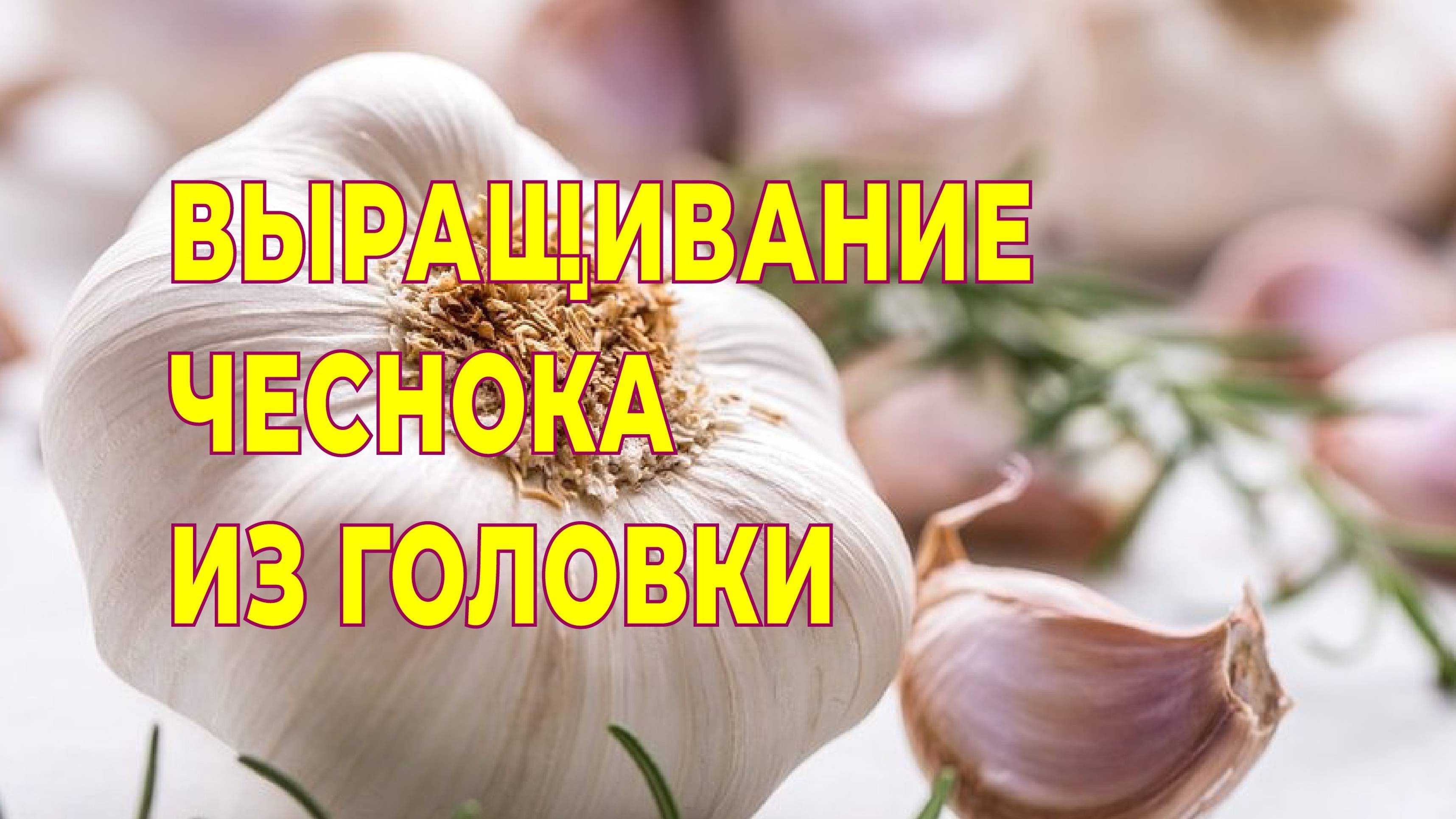 Выращивание чеснока из головки.Мой эксперимент.