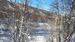 Камчатка, на охоту за зайцем по свежему снегу.