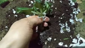 Пересадка фиалки, сенполии. Реанимация старой фиалки.