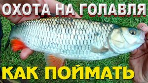 КАК ПОЙМАТЬ ГОЛАВЛЯ ранней весной! Охота за голавлем, разведка по окуню.