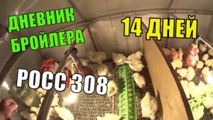 РОСС 308 /14 Дней /Дневник Бройлера