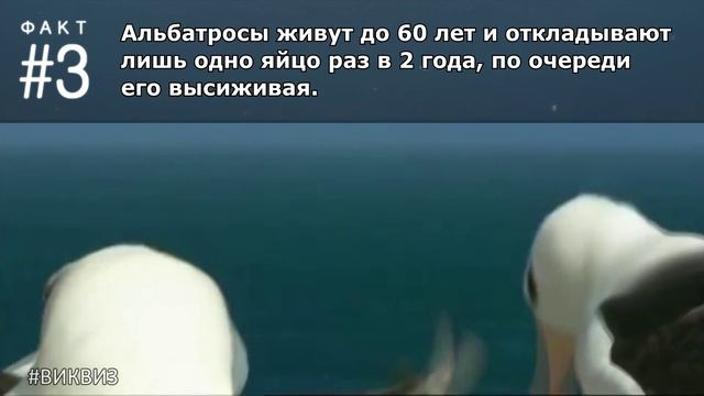 Что ты не знаешь про альбатроса? #ФактыПротивМифов | Вопрос 261 | Викторина "Виквиз" смотреть онлайн