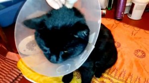 Котик в защитном воротнике