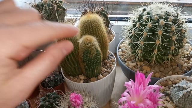 Обзор мини коллекции кактусов и суккулентов, часть 4, #cactus