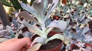 ECHEVERIA GIBIFLORA CARONCULATA