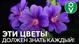 10 неприхотливых многолетников, цветущих все лето!