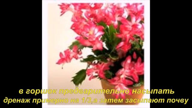 Шлюмбергера (декабрист)-все правила ухода смотреть онлайн