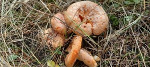 ❗ СБОР РЫЖИКОВ И РЯДОВОК. Октябрь 2022 г. Курская область?