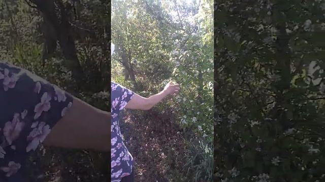 лёгкая Дача за 15 т руб смотреть онлайн