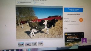 АВИТО ДОСТАЛО КИДАЛА ПРОДАЁТ МОЮ КОРОВУ 18+