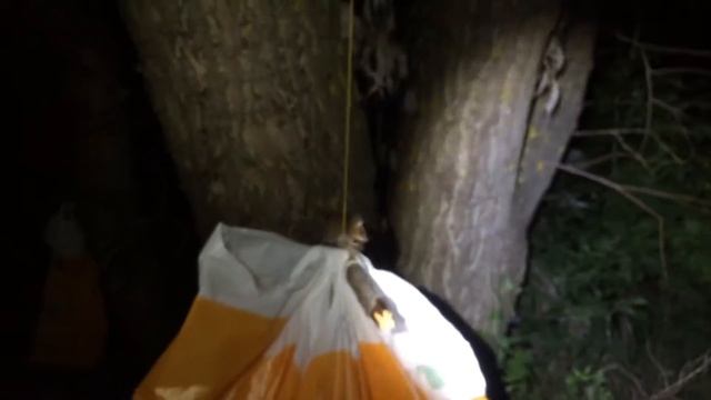 Мышь летяга смотреть онлайн