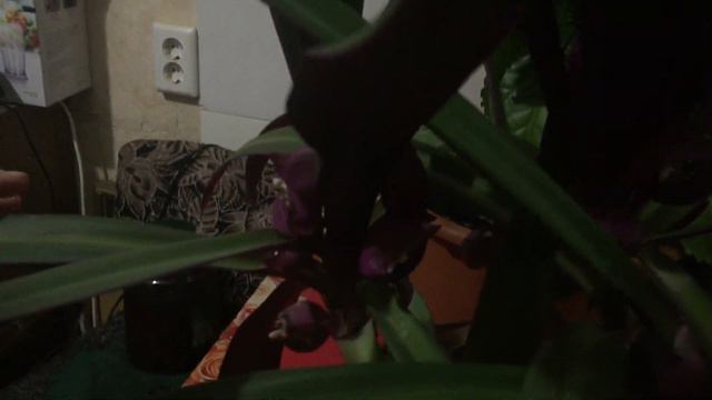 В гостях у Тамары Леонидовны !!! смотреть онлайн