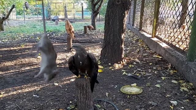 #мышиная #охота ??? #ведро #курганник и #черный коршун ???#hawks #hunt #mice смотреть онлайн