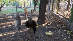 #мышиная #охота ??? #ведро #курганник и #черный коршун ???#hawks #hunt #mice