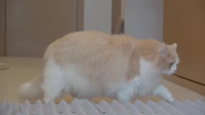 Egg Carton Challenge! Can My Cats Cross the Bumpy Road | Kittisaurus