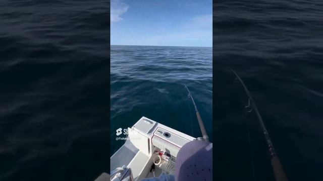 Top 5 Fish Of 2023: Part 5 смотреть онлайн