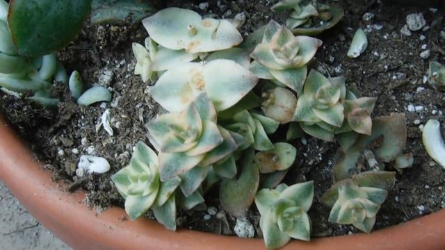Sedeveria Hybrid Blue Elf plant смотреть онлайн