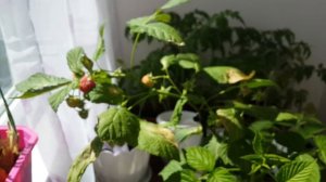 Малина на подоконнике, балконе, в квартире, часть 2.