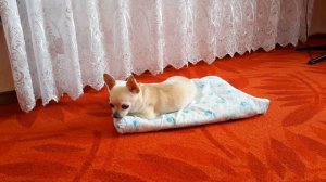 Как приучить собаку ходить в туалет на пеленку?//как отучить от пеленки и приучить к улице?))?