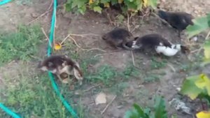 Смогут ли две индоутки водить утят вместе?/Объединение семей уток с утятами/Утки наседки/Индоутята