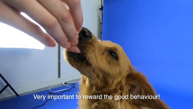 DOG PHOTOGRAPHY | Behind The Scenes смотреть онлайн