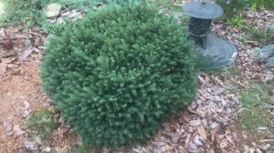 03.08 в саду Надежды