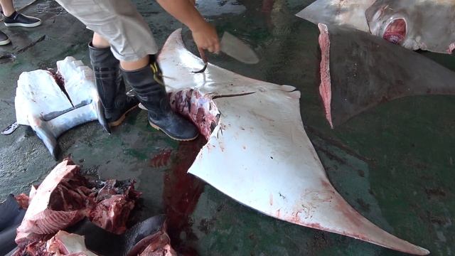 200 kg Endangered Giant Manta Ray Fish Slicing & Cutting смотреть онлайн