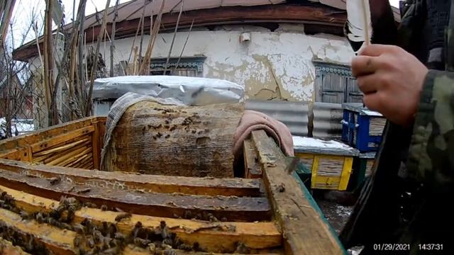 улей из камыша или улей из дерева, в каком Пчёлам лучше зимовать? Сравниваем на практике. смотреть онлайн