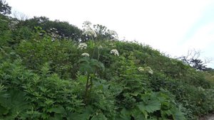 Морская горбуша! Ловим, коптим и едим. Как отличить самку?