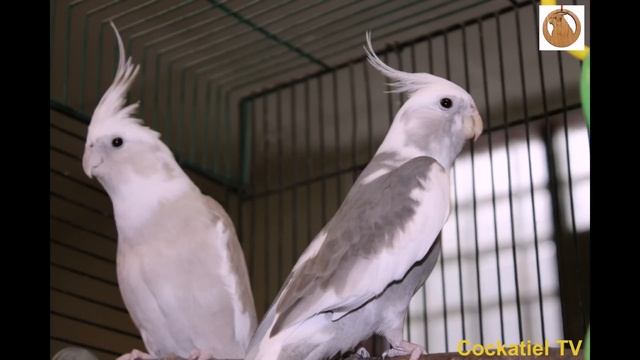 Обучение кореллы петь песню из Семейки Адамсов. Teaching Cockatiel.