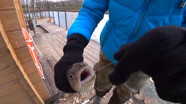 НЕОЖИДАЛИ ПОЙМАТЬ СТОЛЬКО ФОРЕЛИ ЗА 2 ЧАСА смотреть онлайн