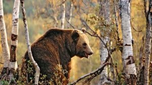 Животные осенью.