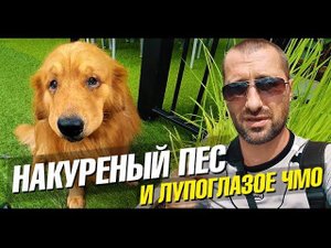 Поцелуй обезьяны с язычком? Не ешь говно с пола! Стырил у белки инжир. Лайф влог
