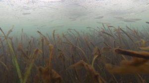 Зимняя рыбалка - ловля корюшки на махалки в  г. Владивосток, остров Русский, бухта Полонка