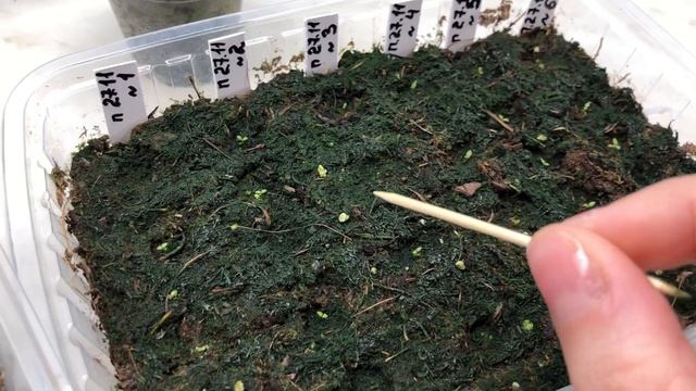 Зелёный налёт на грунте. смотреть онлайн