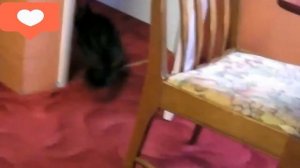 коты пугаются лопая шары