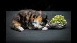 Как назвать котёнка. Лучшие клички для котов.