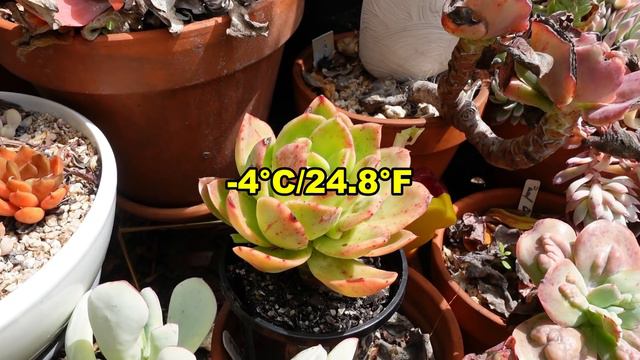 Common But Beautiful Succulents | TALK ABOUT SUCCULENTS #4 | Growing Succulents with LizK смотреть онлайн