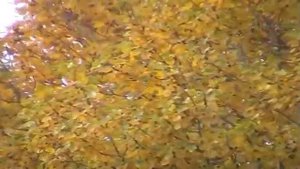 Осеннее прости "Не отпускай меня"